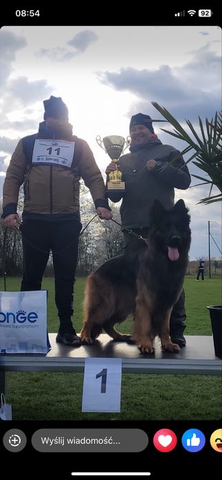 Szczenię suczka owczarek niemiecki długowłosy ZKwP/FCI