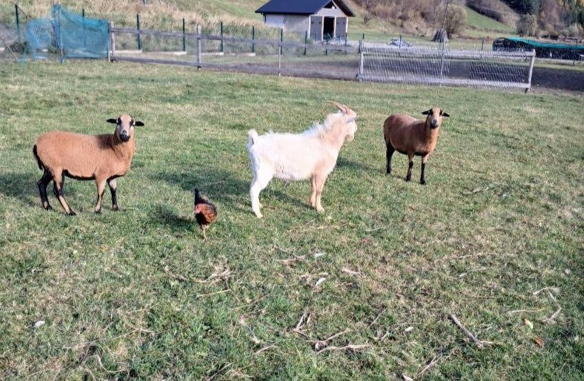 Sprzedam Owce Kamerunki