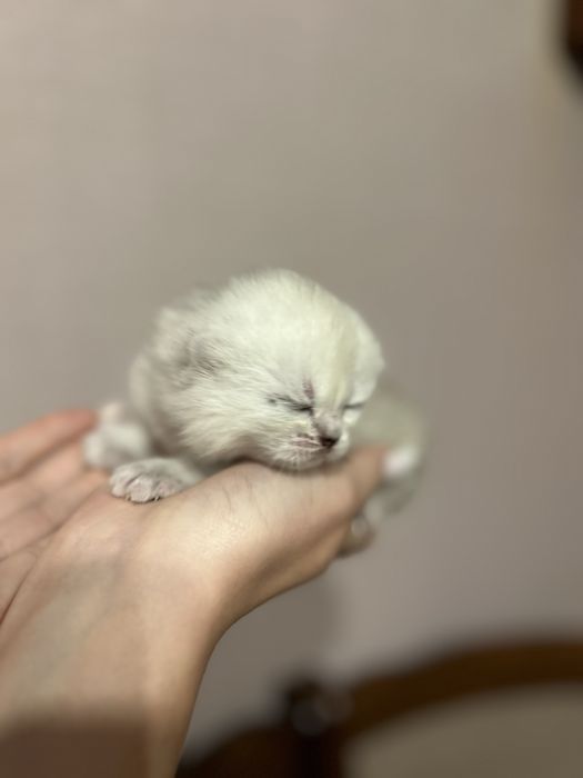 Кошеня британське хлопчик