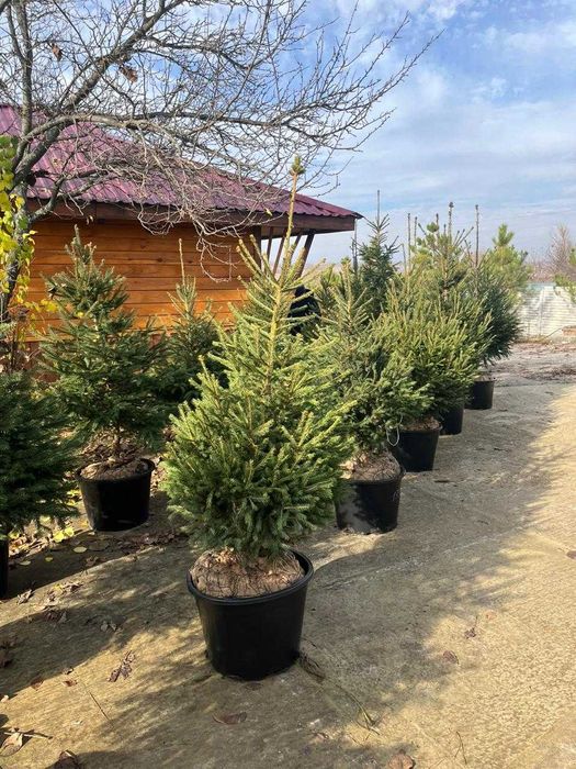 Ялинка в горщиках на Новий рік (від 1750 до 5000 грн)