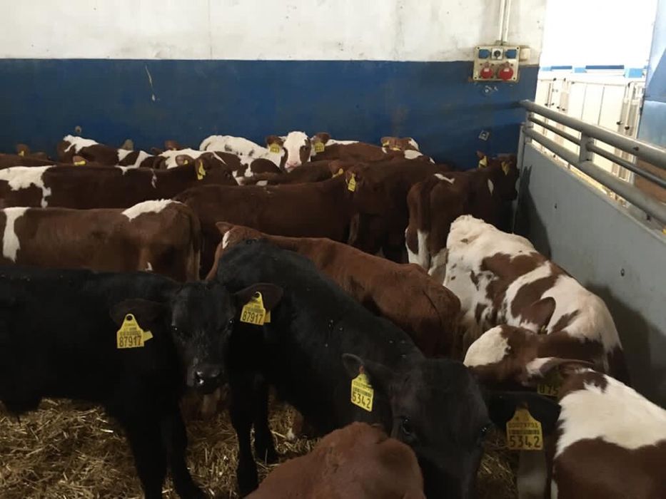 Cielęta byczki mięsne  transport gratis