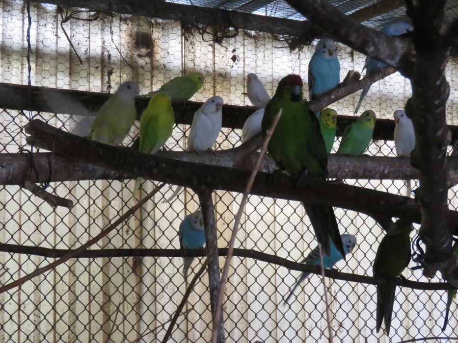 Papugi faliste młode