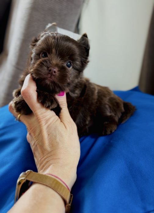 Yorkshire Terrier Choco śliczny piesek