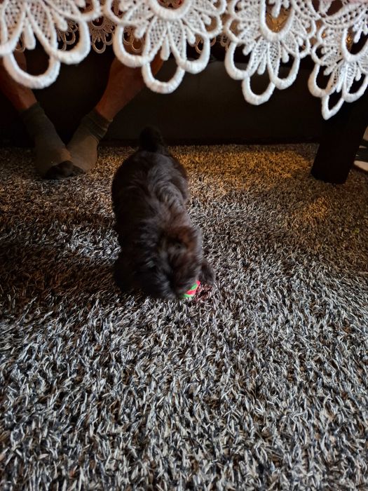 Shihpoo shih tzu