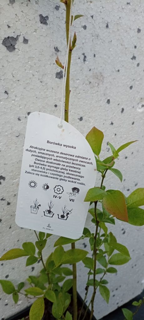 Sadzonki borówki amerykańskiej 3 letnia