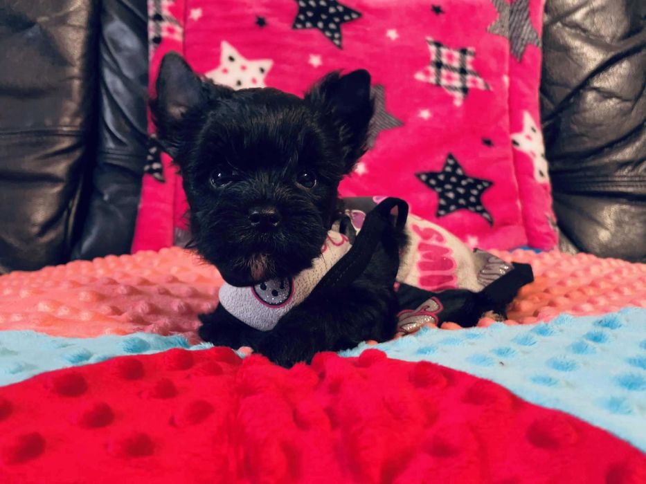 Czarny York - do odbioru. Nie wybarwi się. Oboje czarni rodzice.