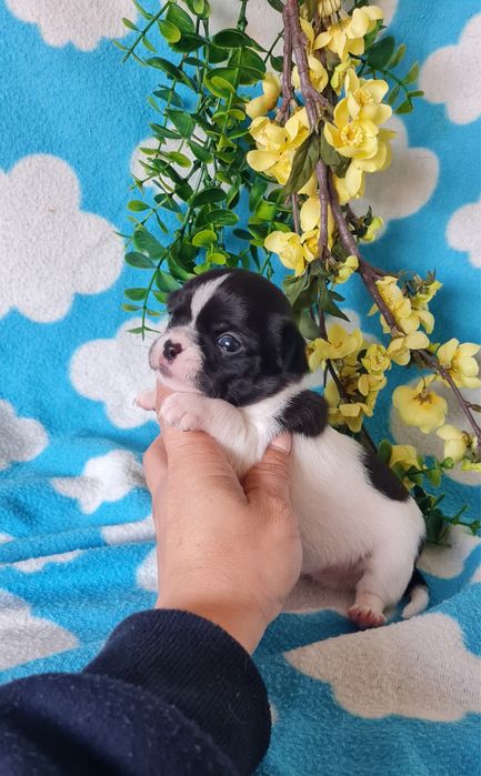 Excecional mini Chihuahua/Chiuaua, Linhagem Russa de Qualidade