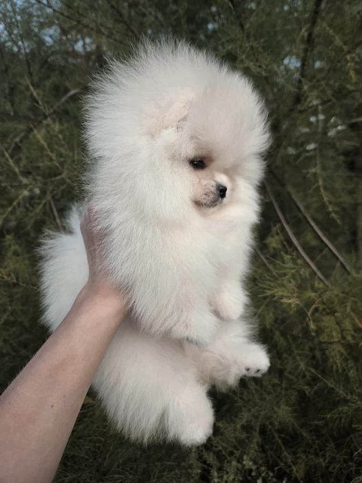 FCI Szpic miniaturowy Pomeranian BOO ZKwP z rodowodem