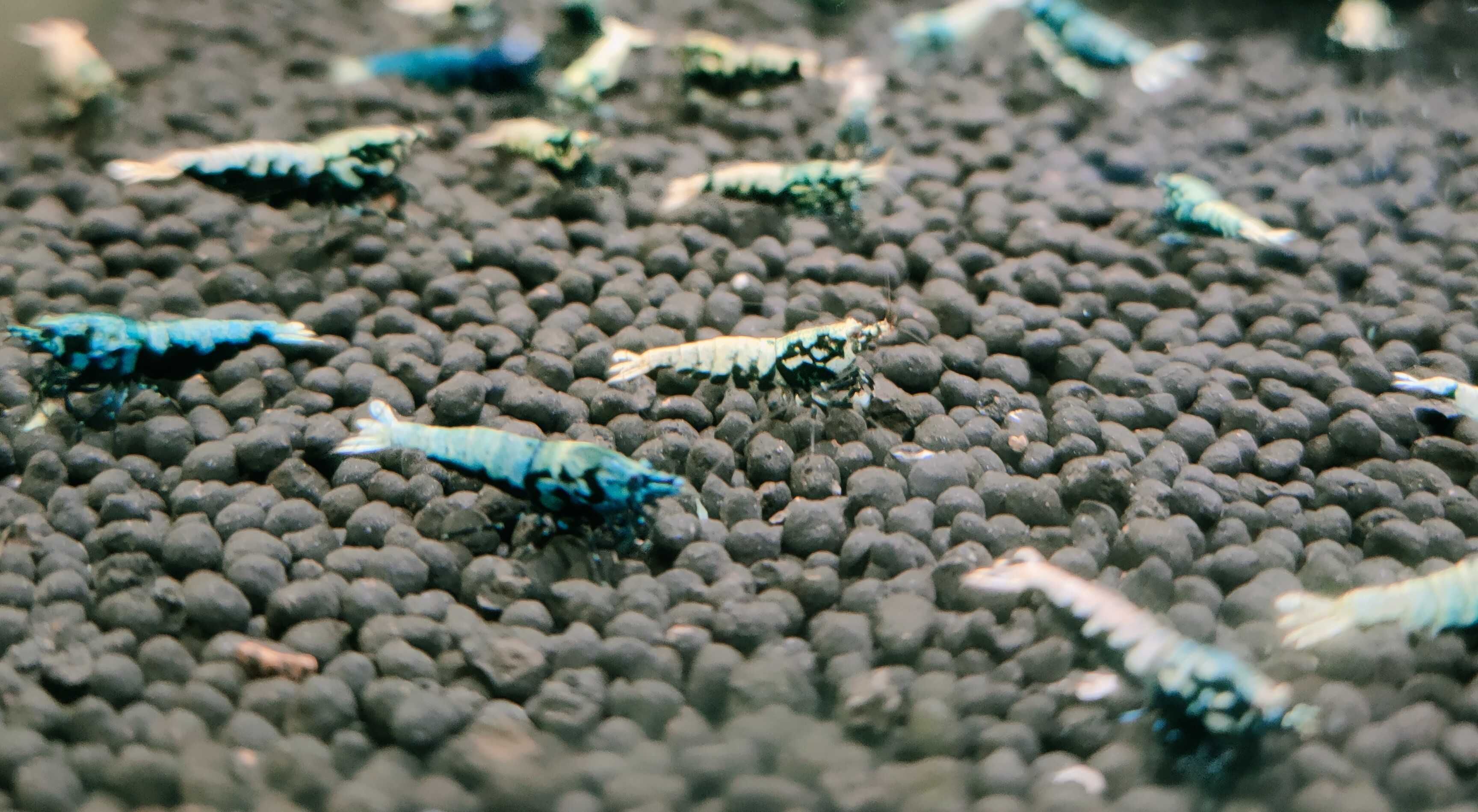 Krewetki Caridina BOA MID Zamiana GRATIS PROMOCJA