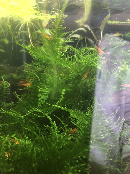 Akwarium 50l z krewetkami Caridina Bloodshot