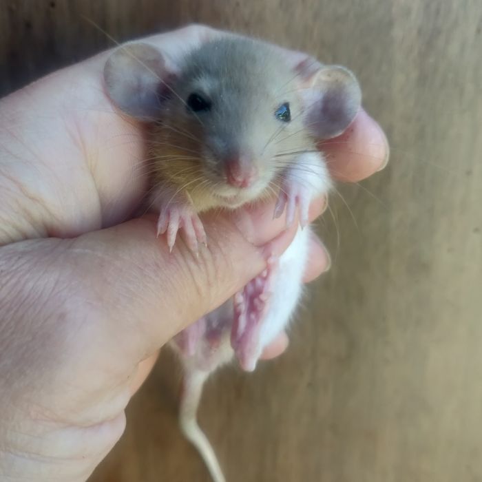 Крысята Дамбо и стандарт