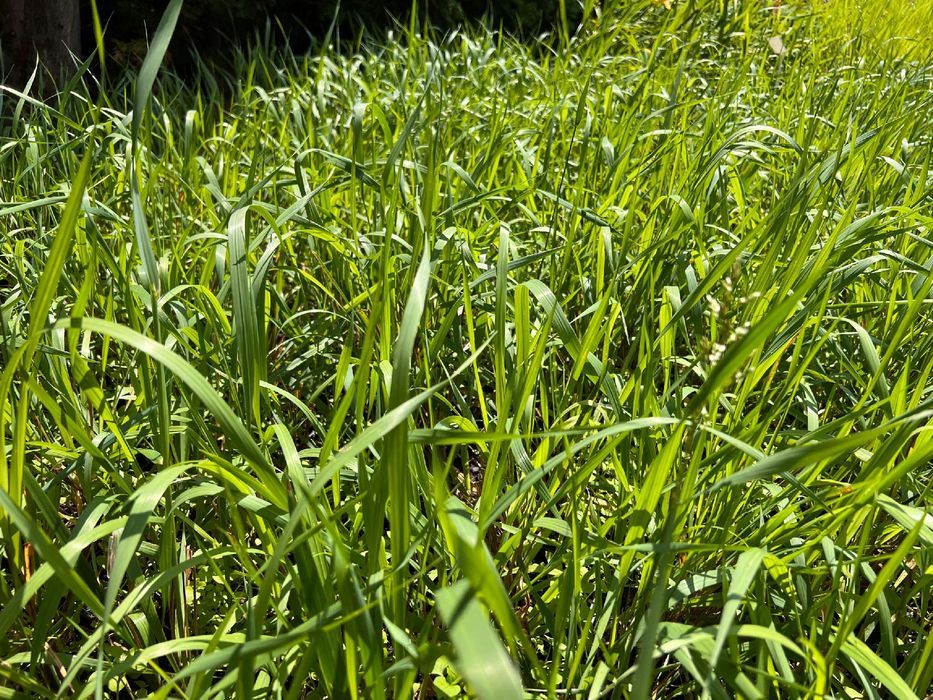 Trawa żubrówka (Hierochloe odorata) Turówka P13