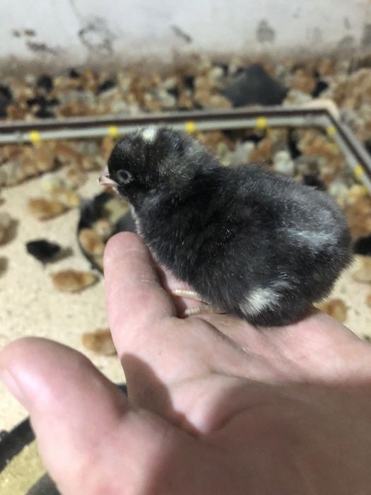 Курчата, Кури, Качки, Птиця.