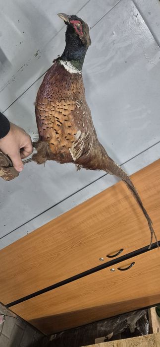 Bazant kura dzik spreparowane