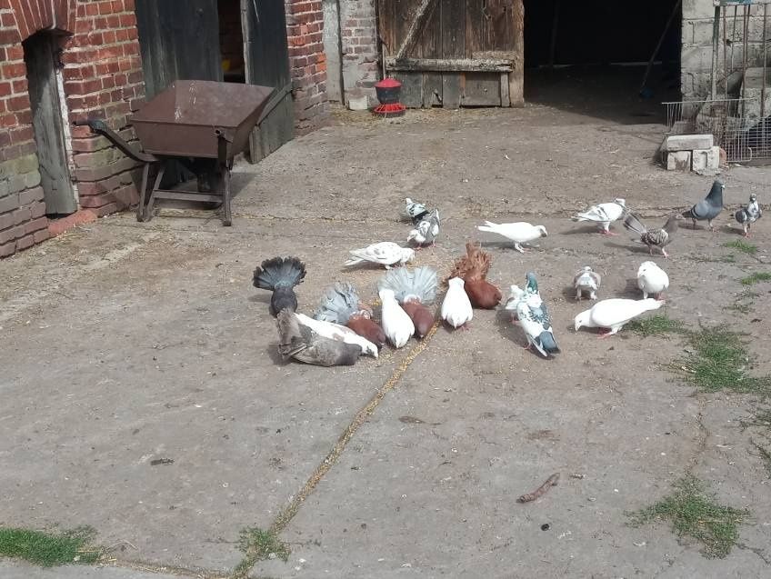 Gołębie różne sprzedam