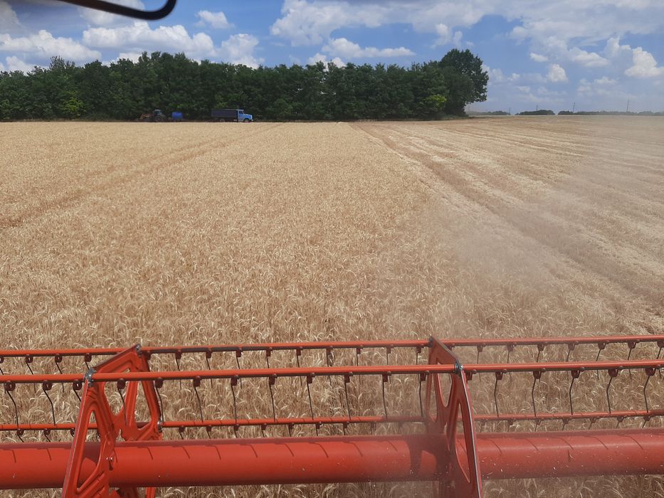 Пшениця посівна, еліта, сорт Сталева