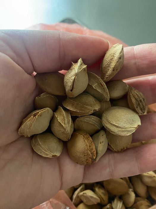 косточка алычи и абрикоса