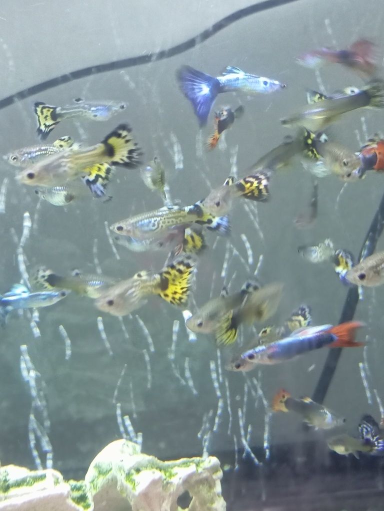 Guppys e Mollys Gold Black