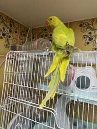 Желто-салатовый ручной попугай ожереловый индийский выкормышь птенец