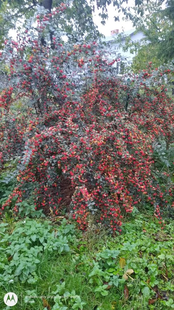 Irga błyszcząca ,. Cotoneaster,,