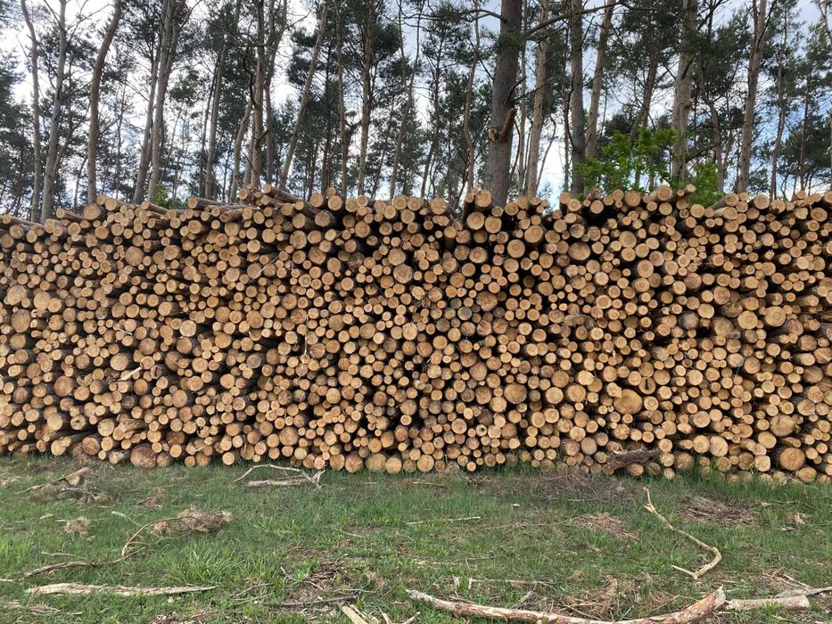 Brzoza, tartaczna - kłody, dłużyca, sosna papierówka