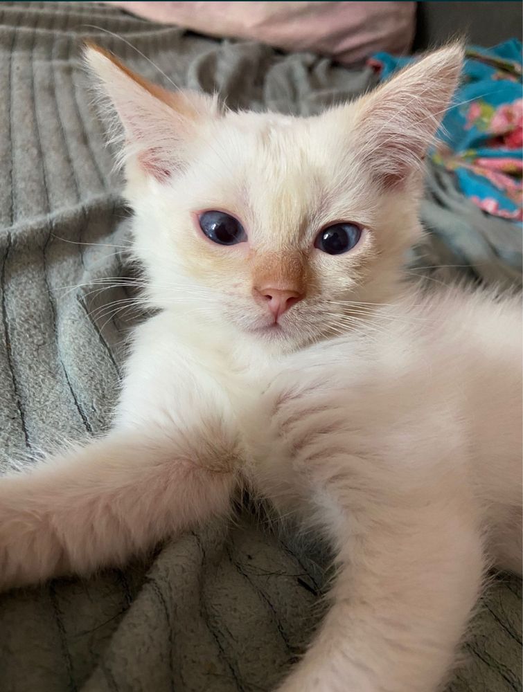 Срочно отдам котят( смесь сиамской кошки и обычного кота)