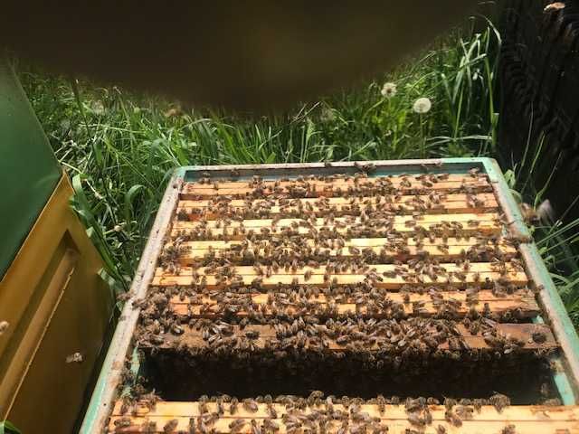 Odkłady pszczele rodziny
