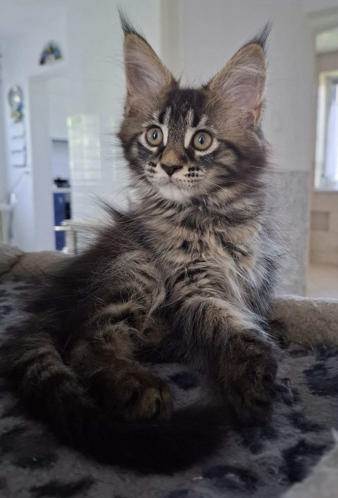 Kotka Maine Coon