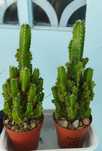 Кактус тіньовитривалий. Acanthocereus tetragonus.