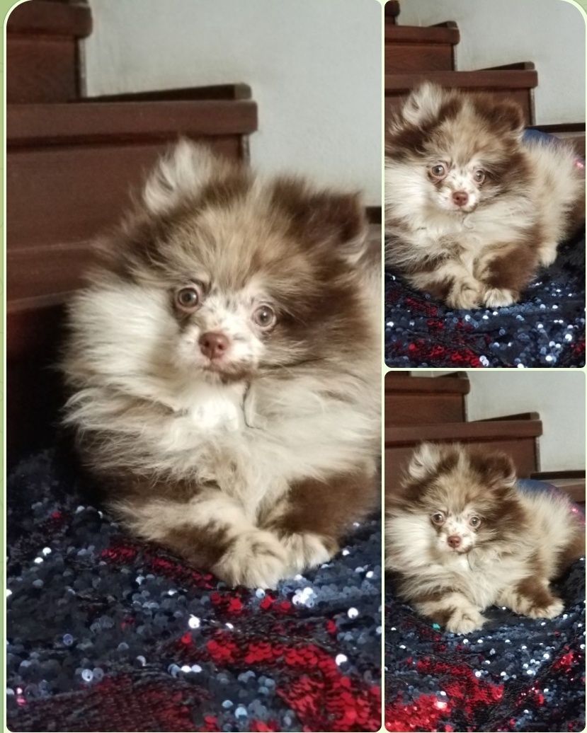 Мальчик померанский шпиц мишка померашка