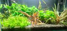 Akwarium 72l ...