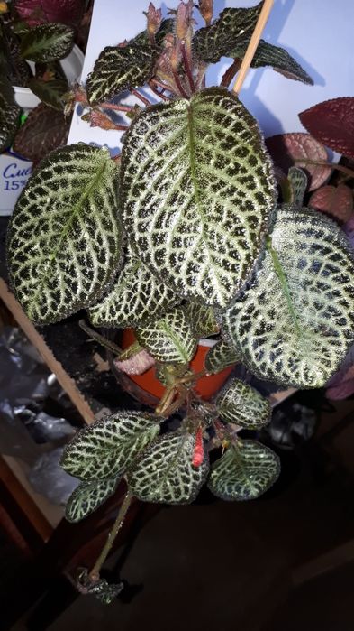 Эписция- Silver fog, Mondi rock.