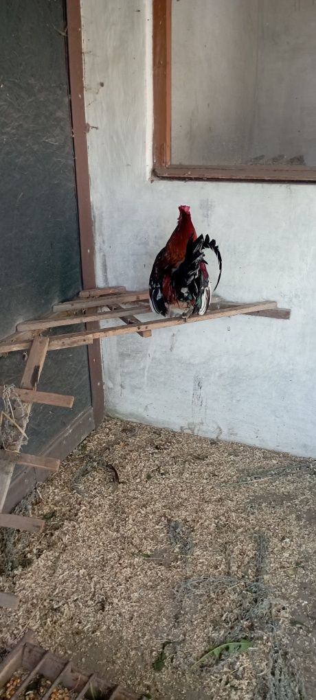Продам декаротивных курей 4 курицы и 1 петух