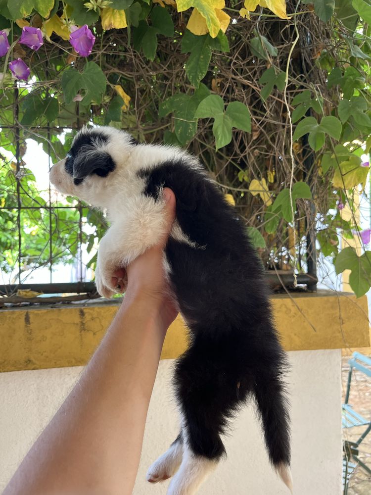 Border Collie (F)