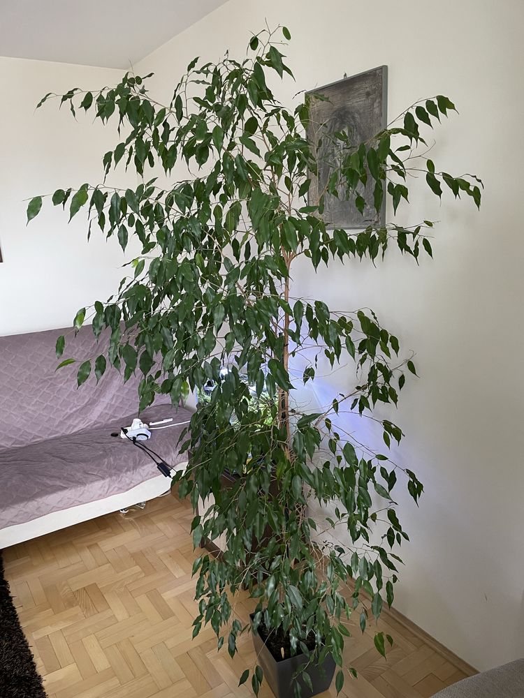 Ficus benjamina fikus benjamin