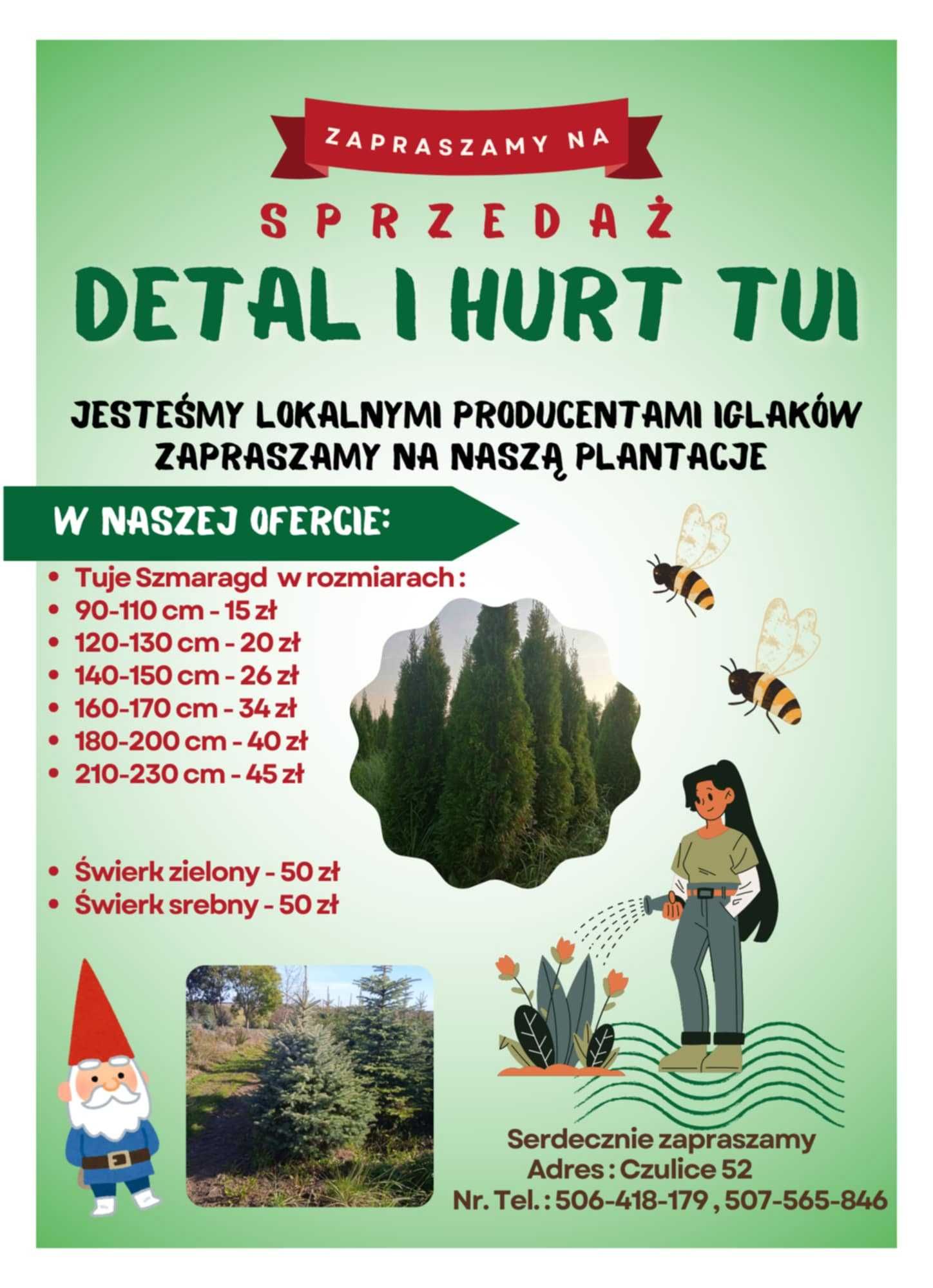 Tuja szmaragd zielona