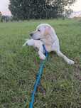 Labrador Retriever  Gotowa do zmiany