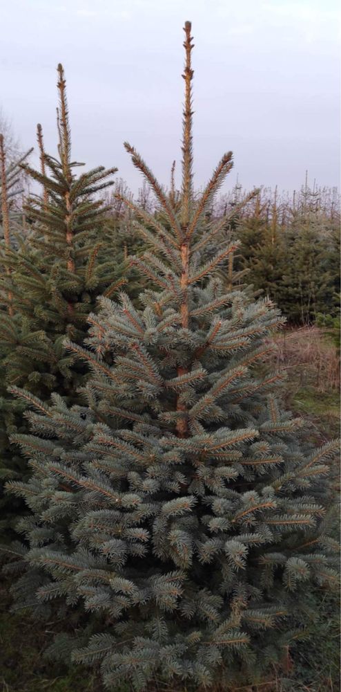 Świerki srebrne z gruntu – piękne drzewa do Twojego ogrodu! 150 cm