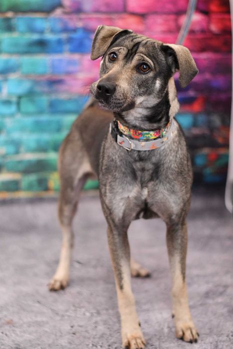 Radosny Wolf szuka aktywnego domku!