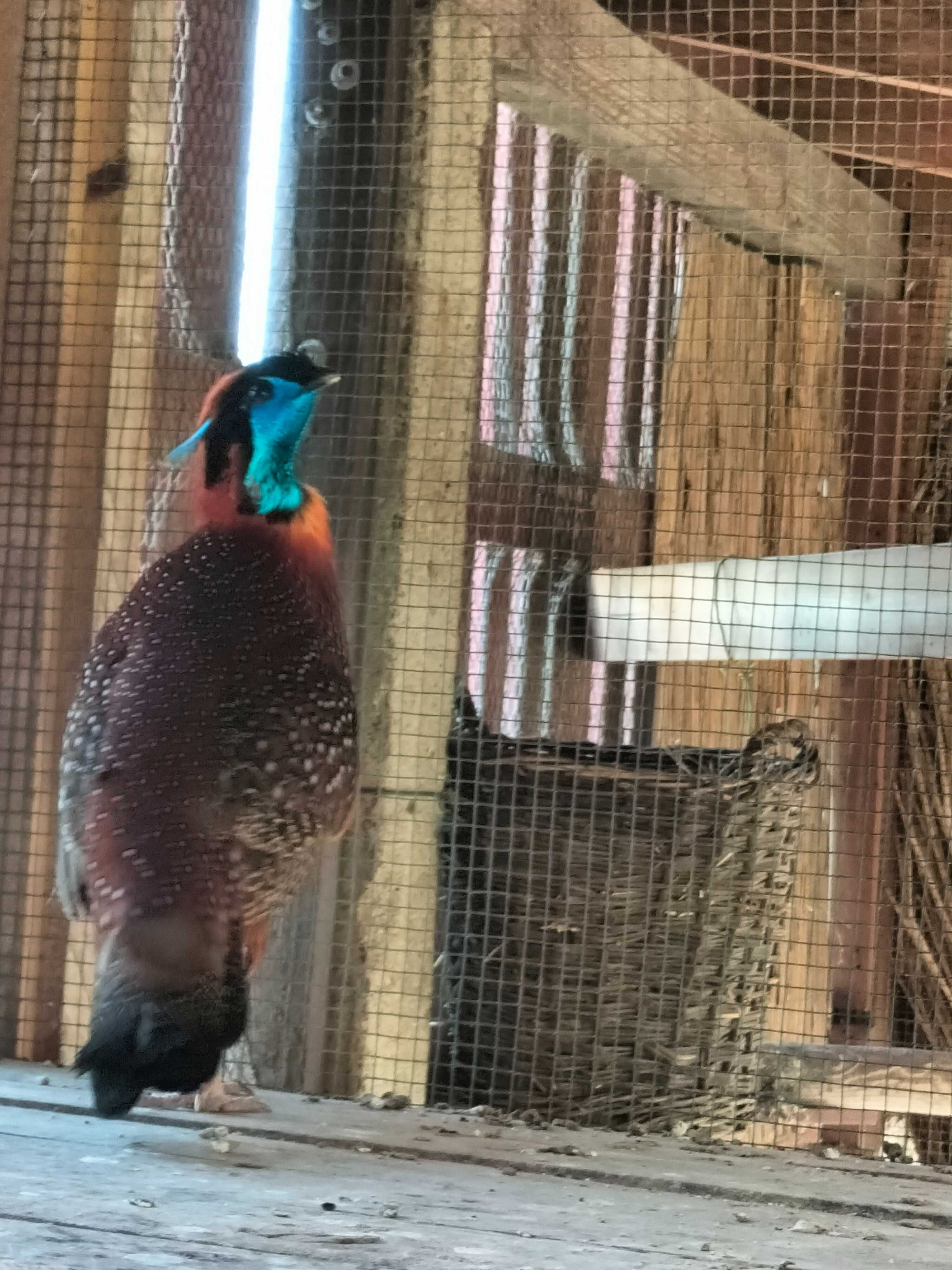 Tragopan tyminek