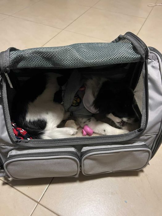 Torba transportowa transporter dla psa kota do samolotu