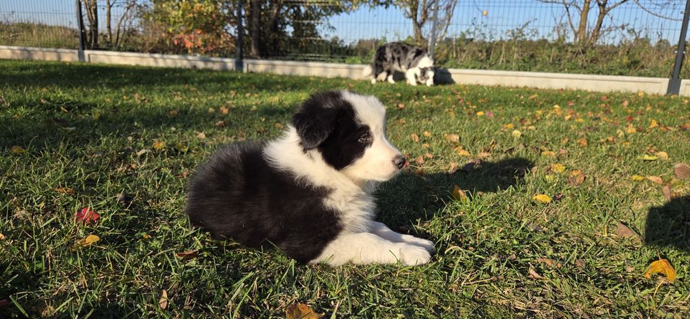 Border Collie ZKwP FCI sunia gotowa do odbioru