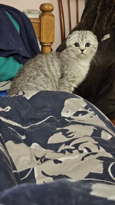 Шотландське кошеня