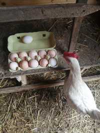 Zdrowe wiejskie jaja BEZ GMO