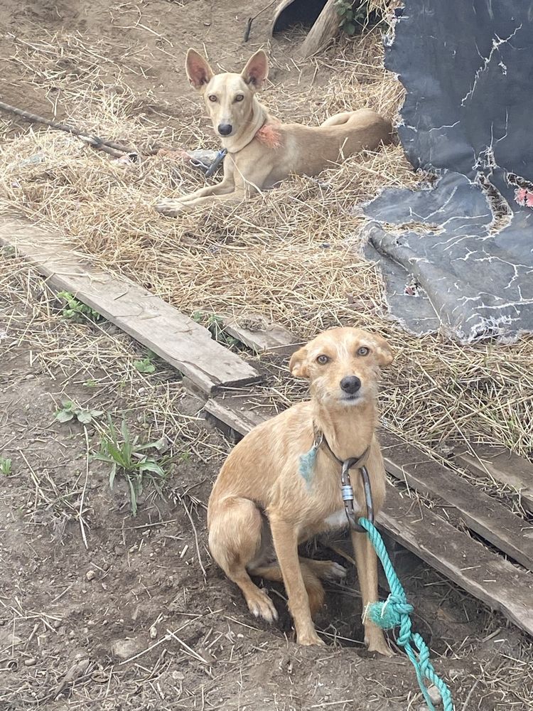 Caēs para adopção