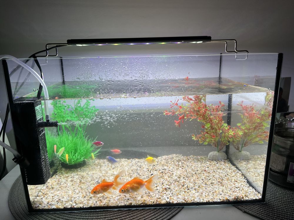 Akwarium bez ryb