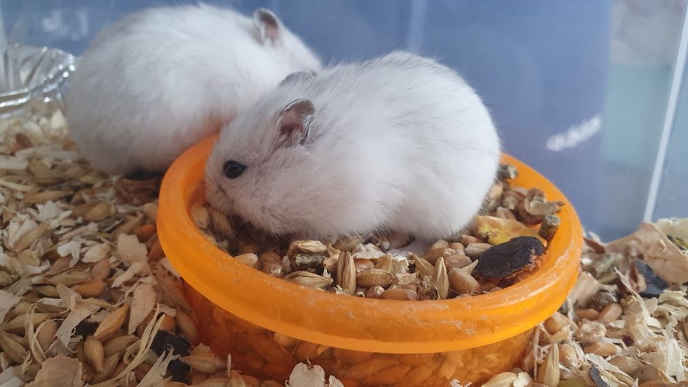 Hamsteres anões russos