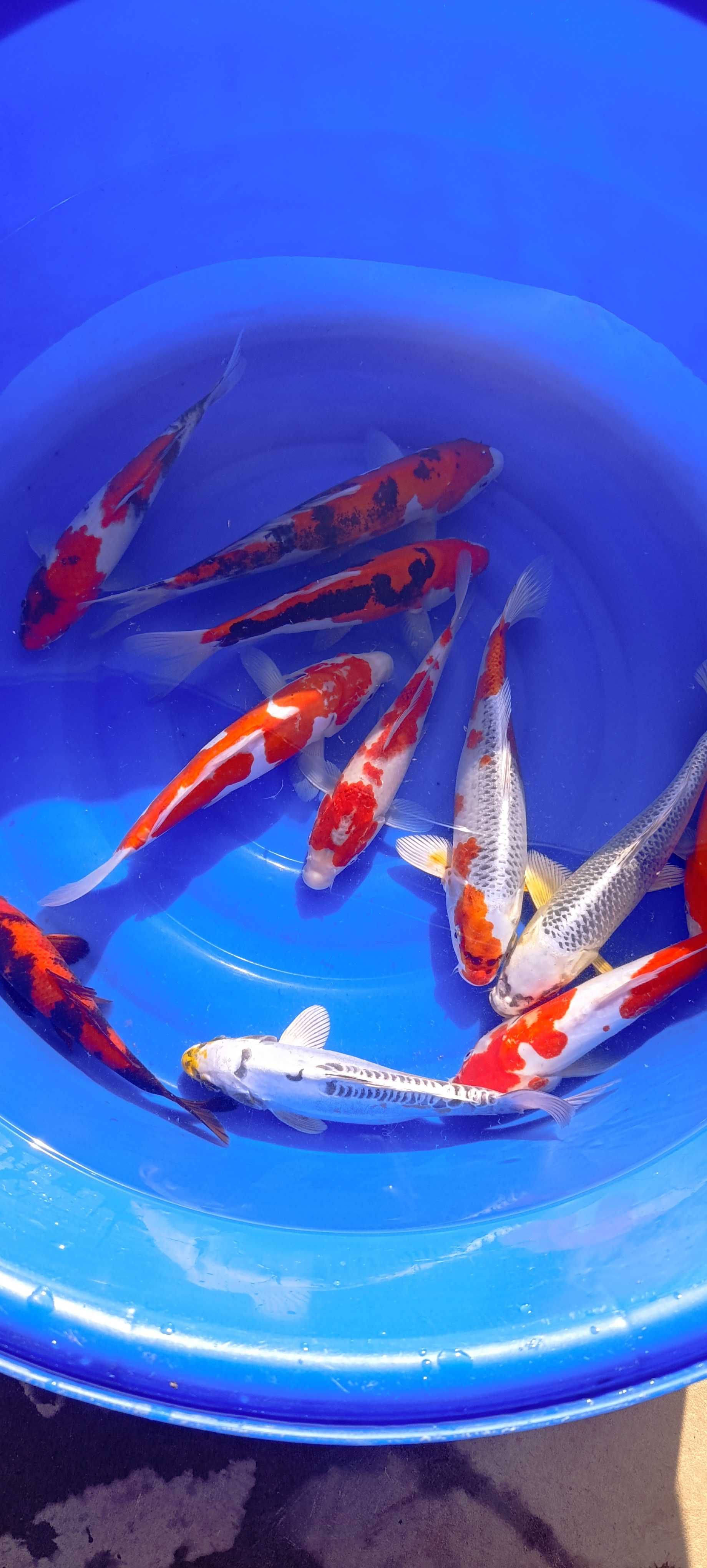 Karp koi oczko wodne ryby ozdobne