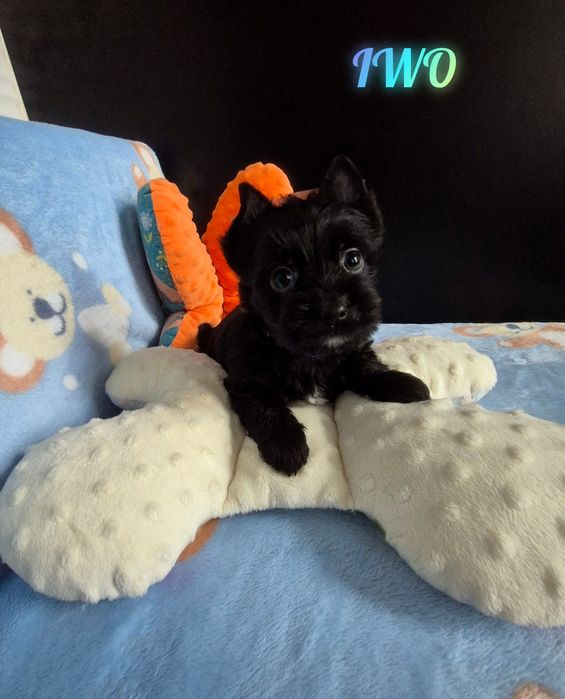 Piesek black (czarny) yorkshire terrier WOLNY