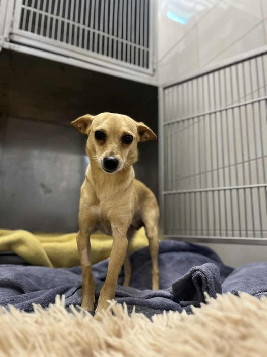 Słodkiej maleństwo do adopcji